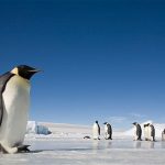 Slip and Falls on Ice: Walk Like a Penguin to Avoid Falls